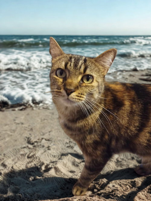 SAFARI - Domestic Short Hair available for adoption