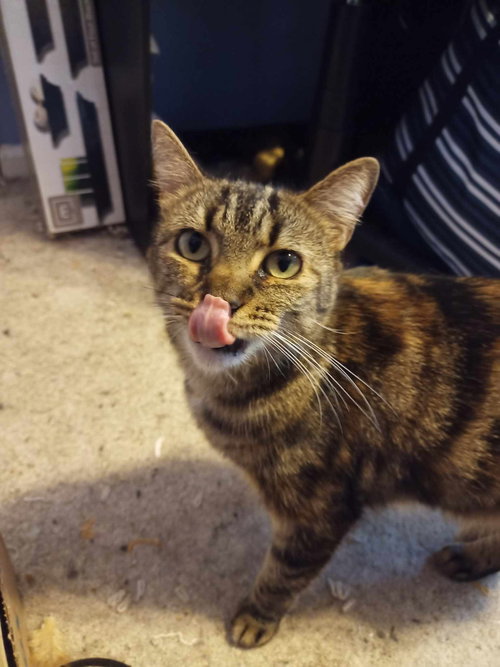 SAFARI - Domestic Short Hair available for adoption