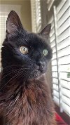 adoptable Cat in elgin,, SC named Meatloaf