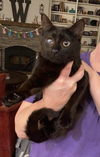 adoptable Cat in Elgin, SC named Mad Eye Meowdy