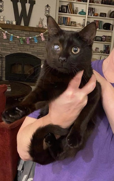MAD EYE MEOWDY - Domestic Short Hair available for adoption