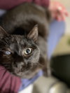 Mad Eye Meowdy - Photo 3