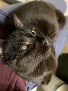Mad Eye Meowdy - Photo 4