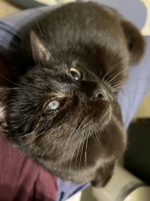 Photo 4 of Mad Eye Meowdy