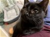 adoptable Cat in elgin,, SC named Mad Eye Meowdy