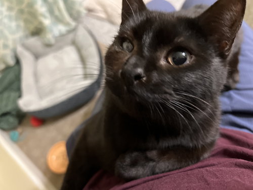MAD EYE MEOWDY - Domestic Short Hair available for adoption