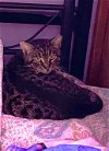 adoptable Cat in elgin,, SC named Highway