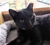 adoptable Cat in elgin, SC named Truffle