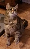 adoptable Cat in elgin,, SC named Toe Beanz