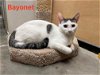 adoptable Cat in elgin, SC named Bayonet