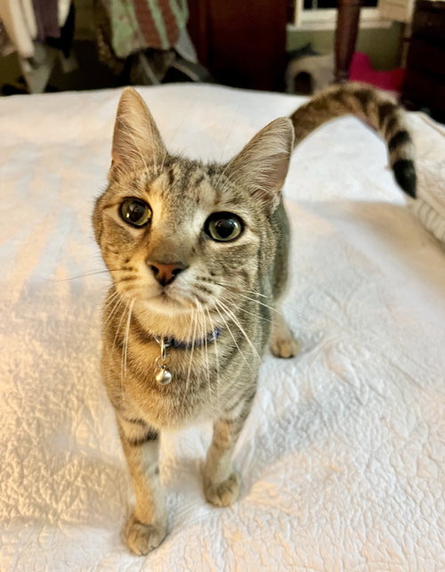JAYCO - Domestic Short Hair available for adoption