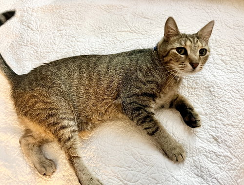 JAYCO - Domestic Short Hair available for adoption