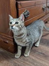 adoptable Cat in Elgin, SC named Jayco