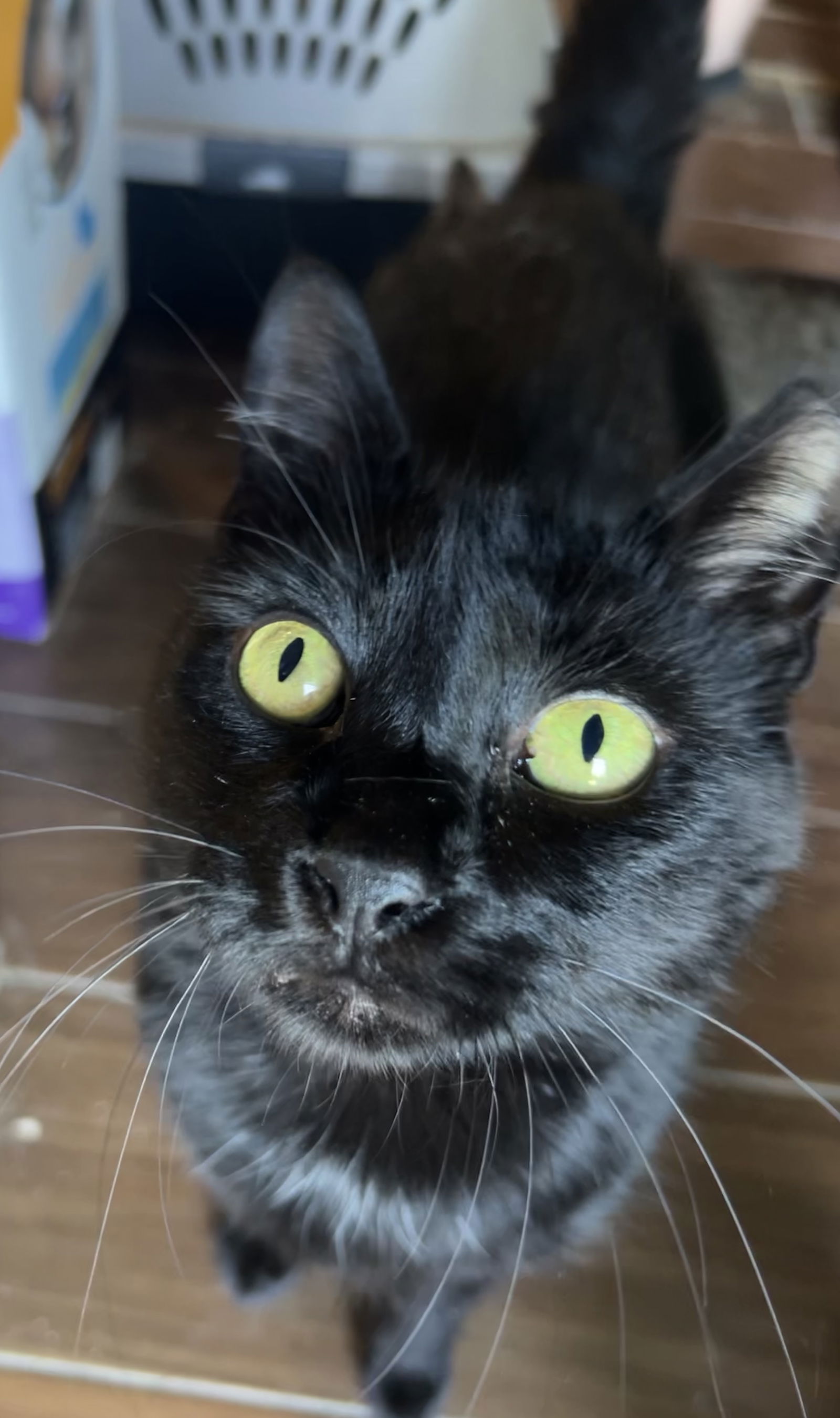 adoptable Cat in Elgin, SC named Locket