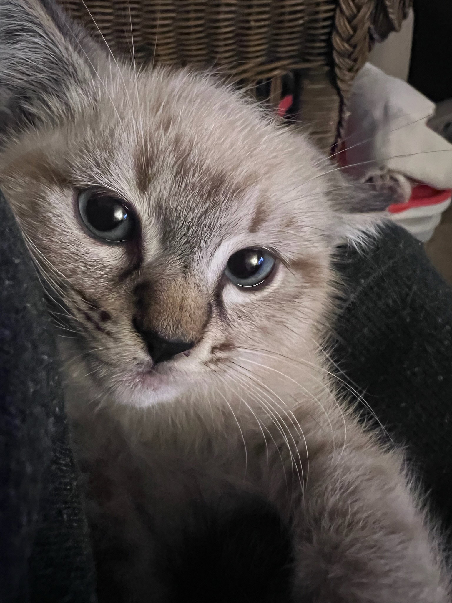 Cats for Adoption in York County, South Carolina Alpha Paw