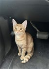 adoptable Cat in , SC named Meowtiny