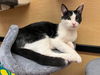 adoptable Cat in elgin, SC named Mr. P Wiggly
