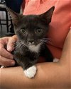 adoptable Cat in elgin,, SC named Omelette
