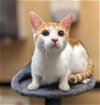 adoptable Cat in elgin,, SC named Chastain