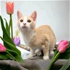 adoptable Cat in elgin,, SC named Winston