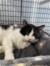 adoptable Cat in elgin, SC named Bruiser