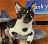 adoptable Cat in elgin, SC named Snafu
