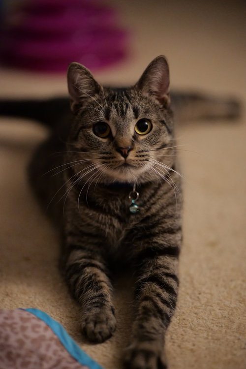 SHERLOCK BONES - Domestic Short Hair available for adoption