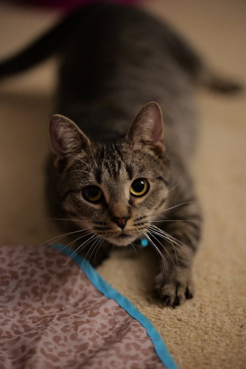 SHERLOCK BONES - Domestic Short Hair available for adoption