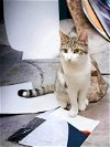 adoptable Cat in elgin,, SC named Purrcasso