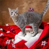 adoptable Cat in elgin,, SC named Drain-O