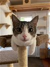 adoptable Cat in elgin, SC named Motorboat