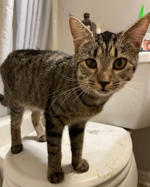 LONGITUDE - Domestic Short Hair available for adoption