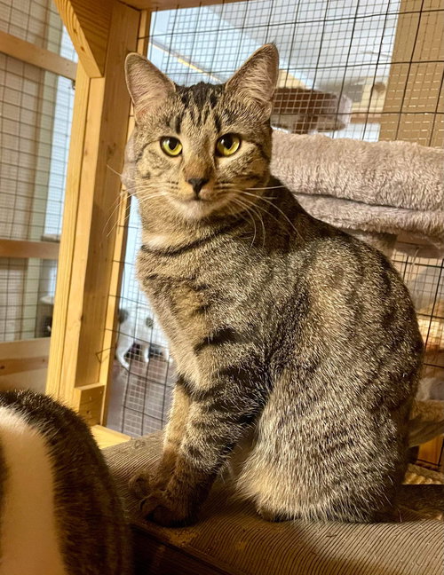 LONGITUDE - Domestic Short Hair available for adoption