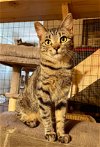 adoptable Cat in elgin,, SC named Latitude