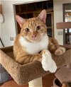 adoptable Cat in , SC named Pitchfork