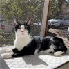 adoptable Cat in elgin,, SC named Sickle