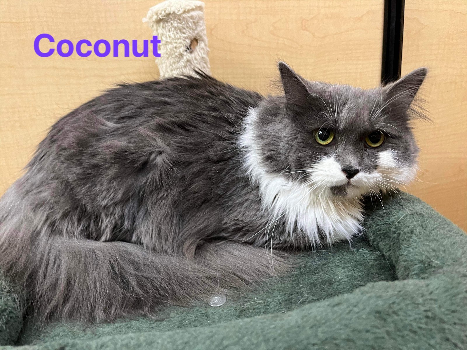 adoptable Cat in Elgin, SC named Coconut