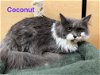 adoptable Cat in elgin,, SC named Coconut