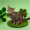 adoptable Cat in elgin,, SC named Fertilizer