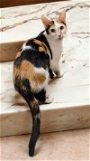 adoptable Cat in elgin,, SC named Decoupage