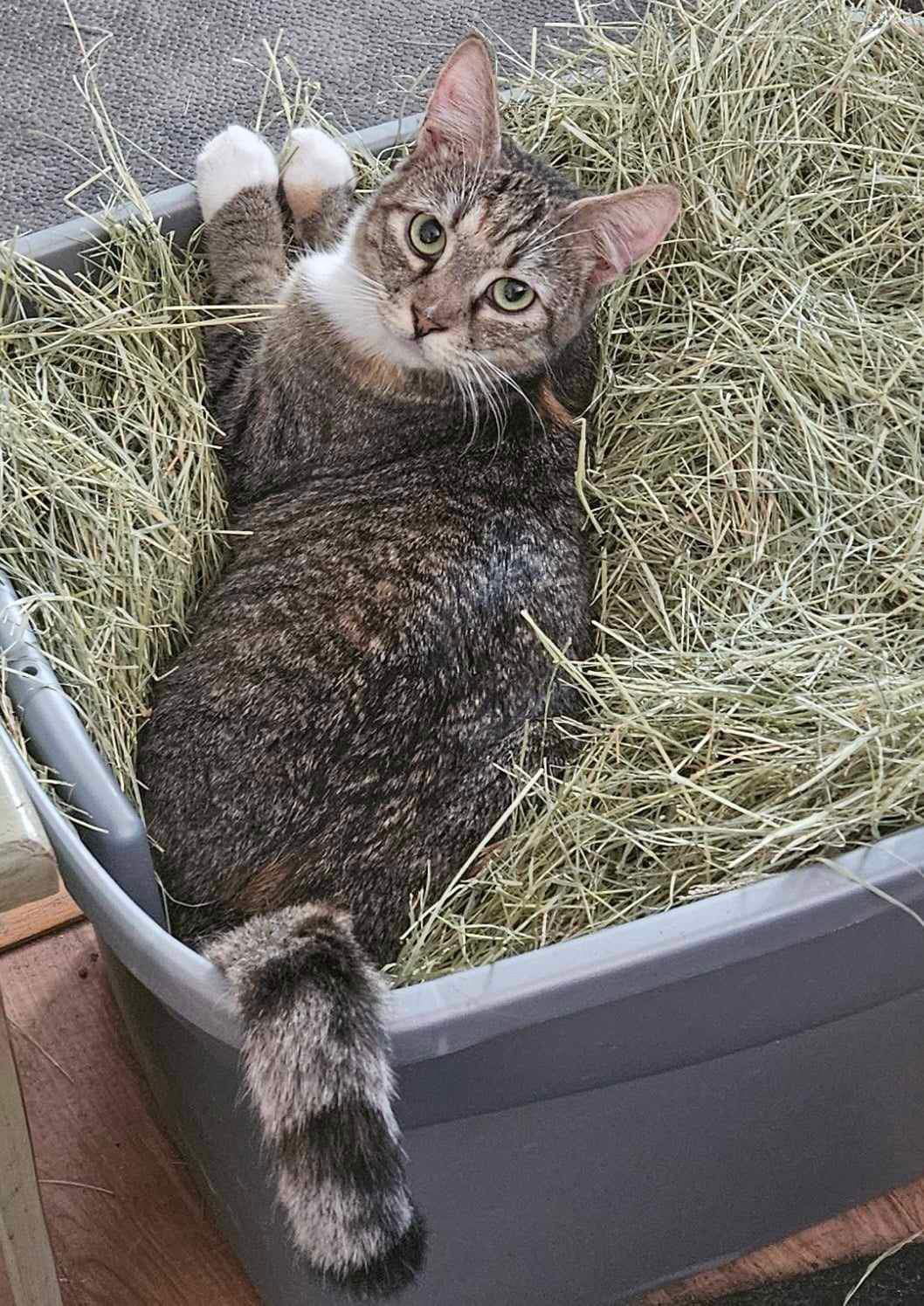 adoptable Cat in Elgin, SC named Fried Rice