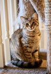 Pepita - Photo 1