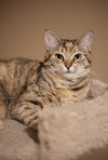 Pepita - Photo 2