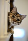 Pepita - Photo 3