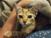 adoptable Cat in elgin,, SC named Pepita