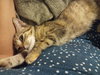 Pepita - Photo 5