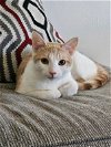 adoptable Cat in elgin,, SC named Galileo