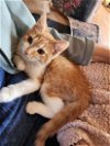 adoptable Cat in elgin,, SC named Cheese Curl