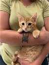 adoptable Cat in elgin, SC named Abbott