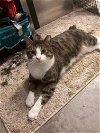 adoptable Cat in elgin, SC named Winston II